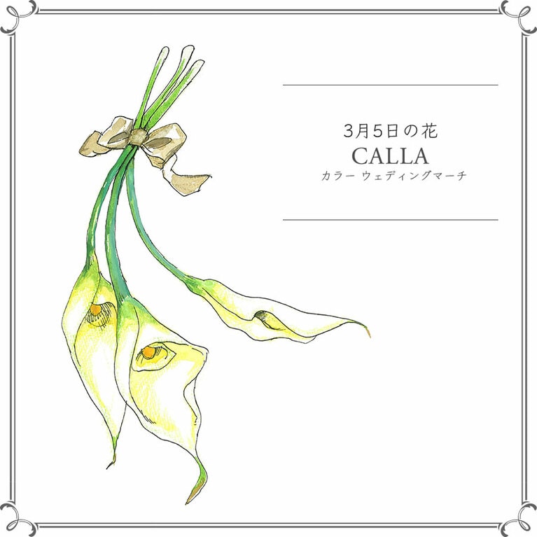 3月5日の花「カラー ウェディングマーチ」