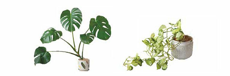 左から、モンステラアダンソニー、ポトスステータス。