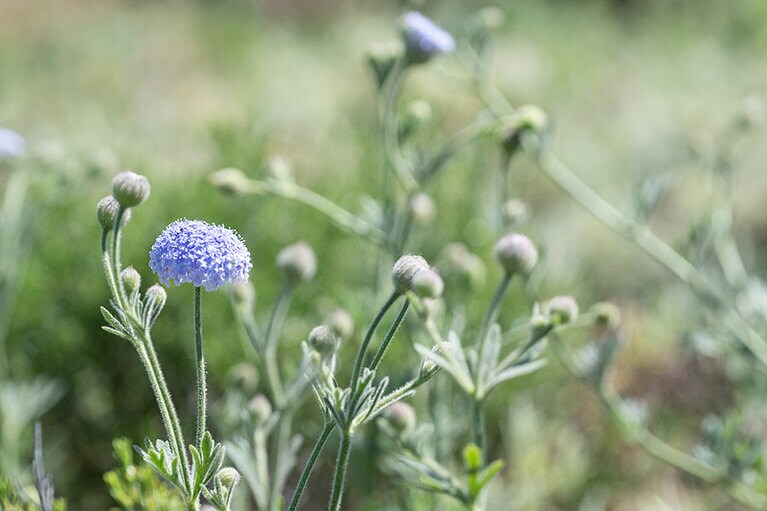 オーストラリアらしい可憐な花。