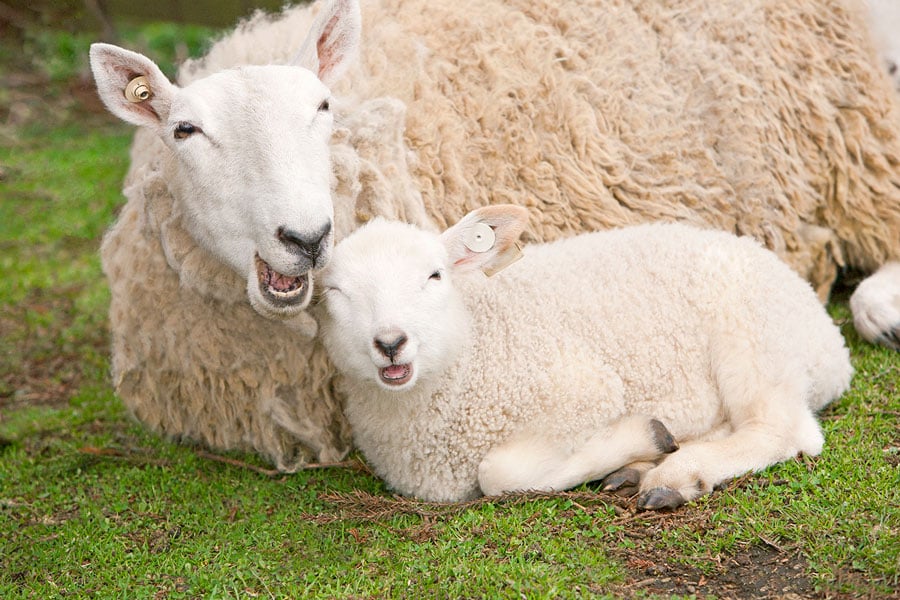 静岡県の「まかいの牧場」で3月に撮影した子羊とお母さん。やっぱり親子、似てる⁉