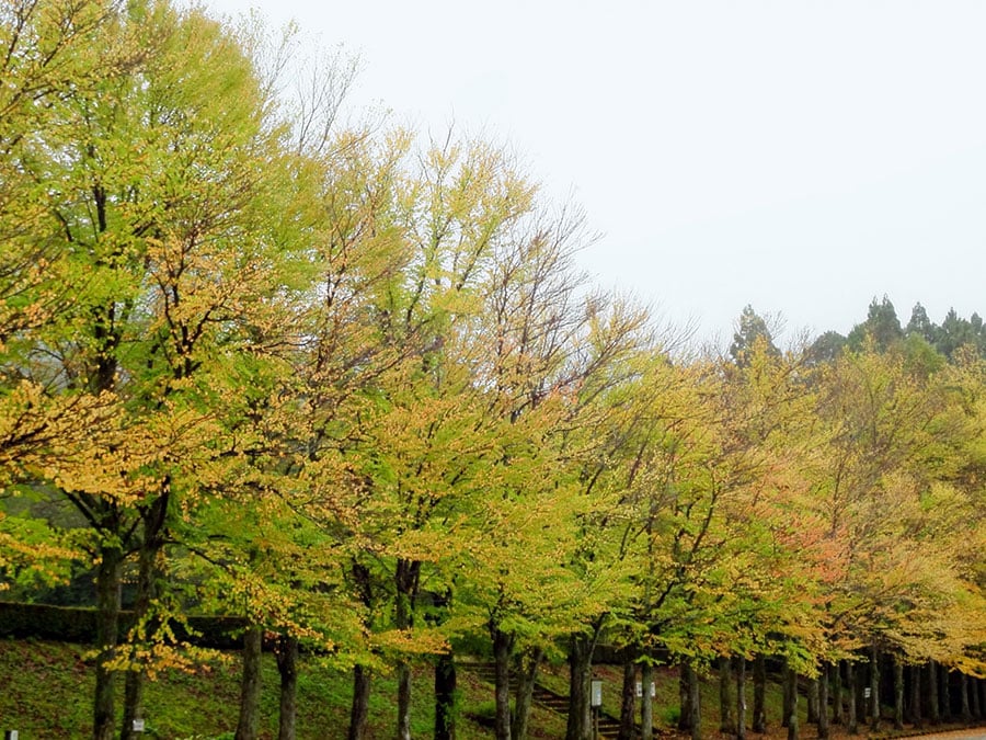 【石川県】石川県樹木公園。