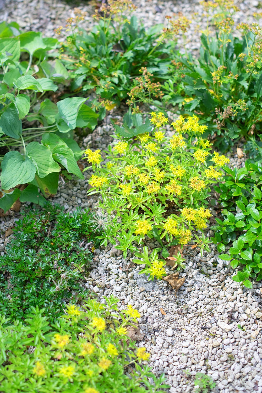可憐な黄色い花を咲かせた北海道自生種のエゾノキリンソウも高山植物。