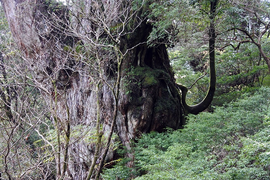 猟師の間でウワサになっていた巨大杉を、1966年に村役場の観光担当だった岩川貞次さんが発見。
