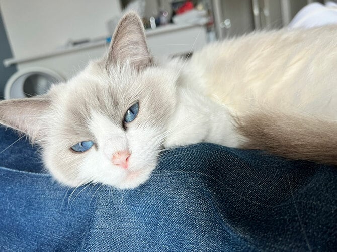 Yolande Saimon-Duval アニマルホームコンサート ネコ・猫 CAT DAY