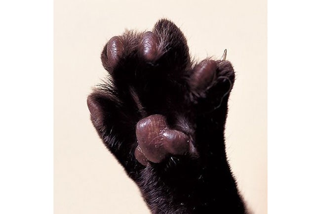 ピンクは愛されっ子、黒は…？〉肉球で愛猫の性格診断ができるらしい