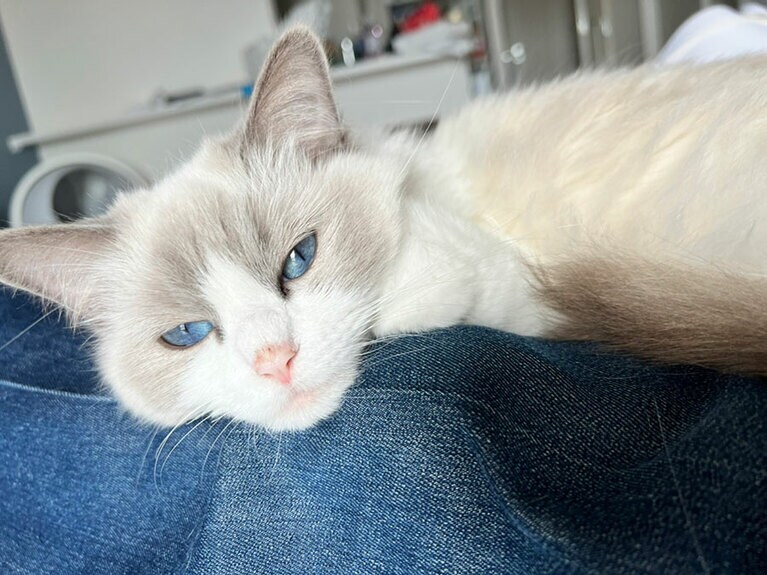 うちの子ベストショット①「脚痺れるまで動けなくなるわ」