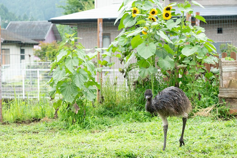 エミュー。