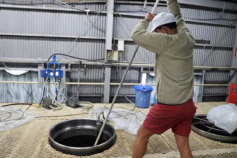 タンクの中にはふつふつと泡を吐いて発酵する黒糖焼酎が。