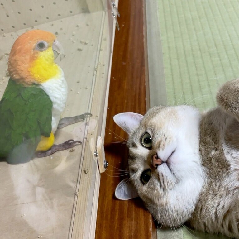 ケージに入れば今度は猫のターンです。