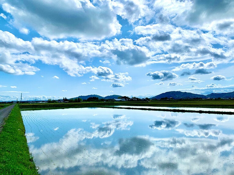 近江米の水田。