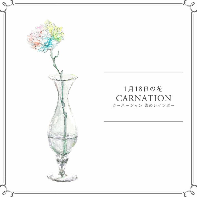 1月18日の花「カーネーション 染めレインボー」