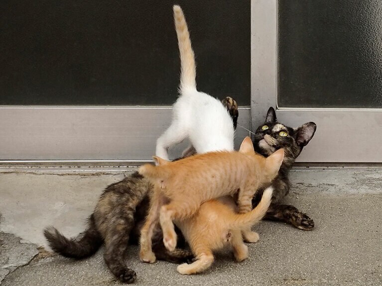 「かあちゃん！　おなかすいたのニャ！」「かあちゃん！　おっぱいなのニャ！」「かあちゃん！　はやくおっぱいニャ！」「……重たいのニャ……そんなに慌てなくてよいのにニャ……まったくもって疲れるのニャ……」