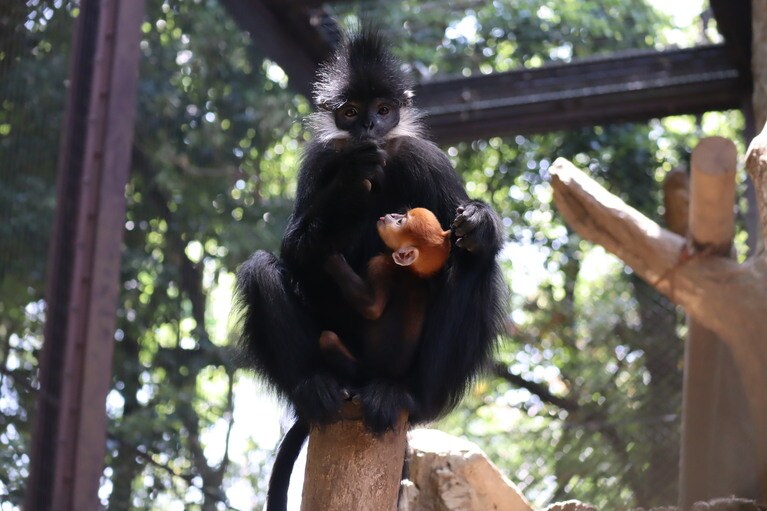 5月13日撮影のチョコとミント／写真提供＝ズーラシア