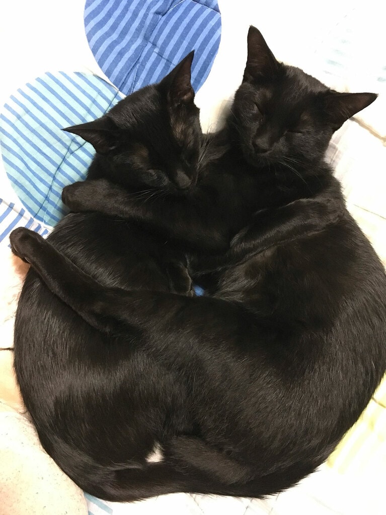 左：ここちゃん ♀ 推定4歳、右：そらくん ♂ 推定4歳。「お互いが大好きな兄妹でよくくっついて寝ているかわいい子たちです」（飼い主さんより）。