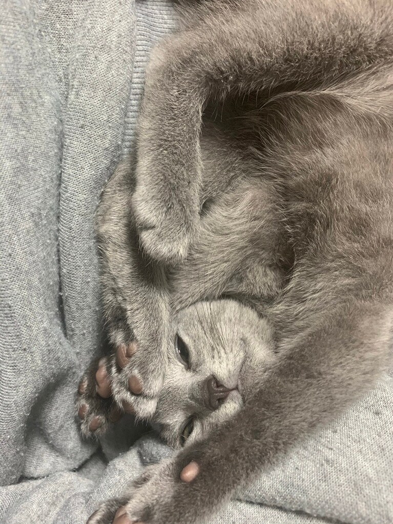 ロイ ♀ 0歳。ロイたん世界一！！