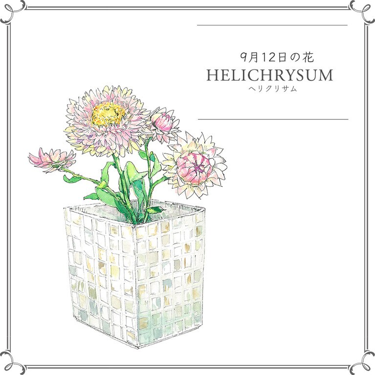 9月12日の花「ヘリクリサム」