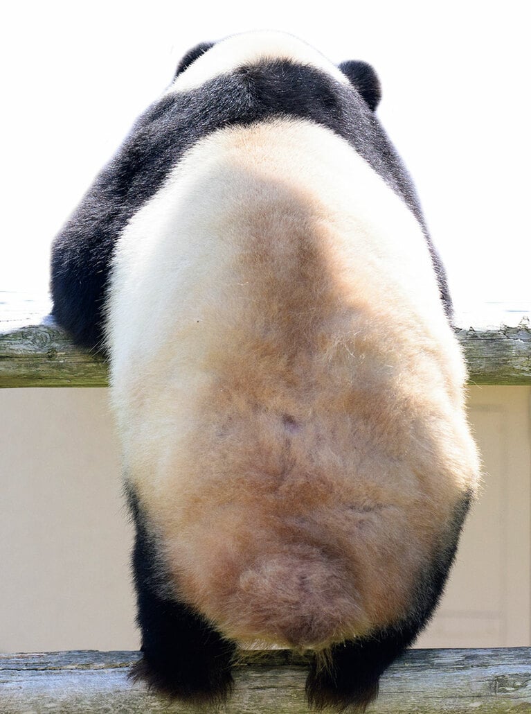 先端が黒いのにしっぽだけ白。写真はアドベンチャーワールドの良浜（らうひん）。木登りが得意！　でも降りるのは苦手みたい。