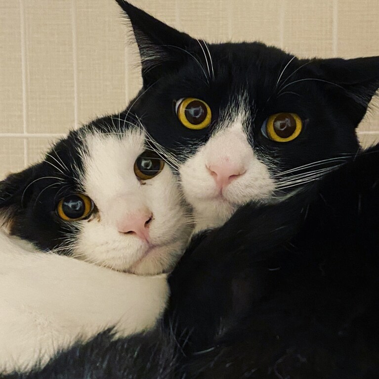 まるとさんかく ともに♂ 1歳。うちに来てすぐの頃の写真です。