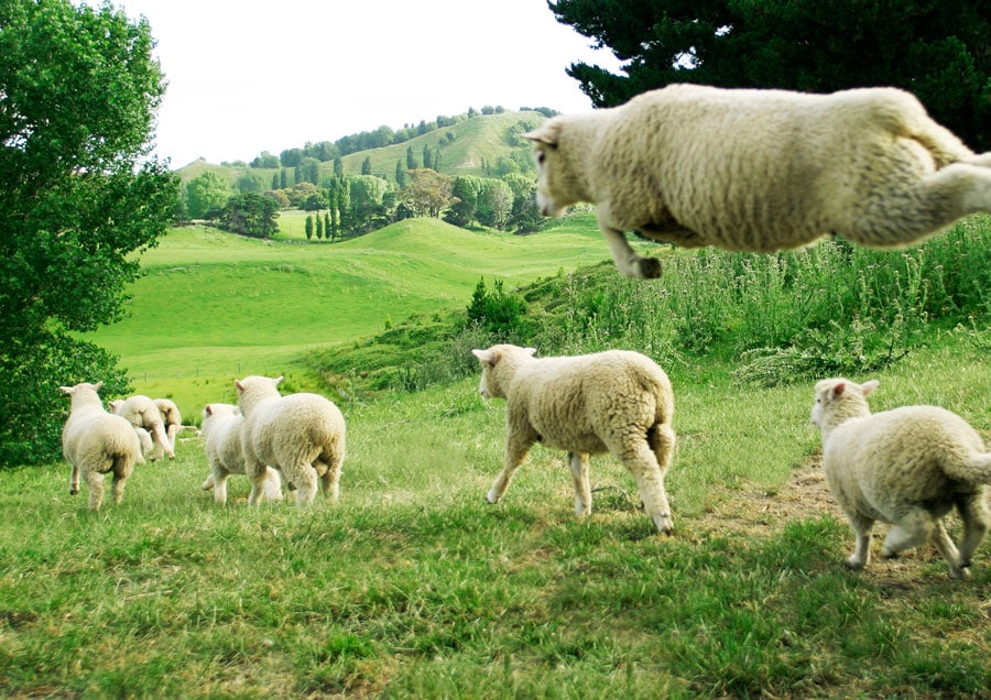 2005年11月、平林さんがニュージーランドで衝撃を受けた“飛ぶ羊”がこちら。この瞬間、夢中でシャッターを押し続けたそう。