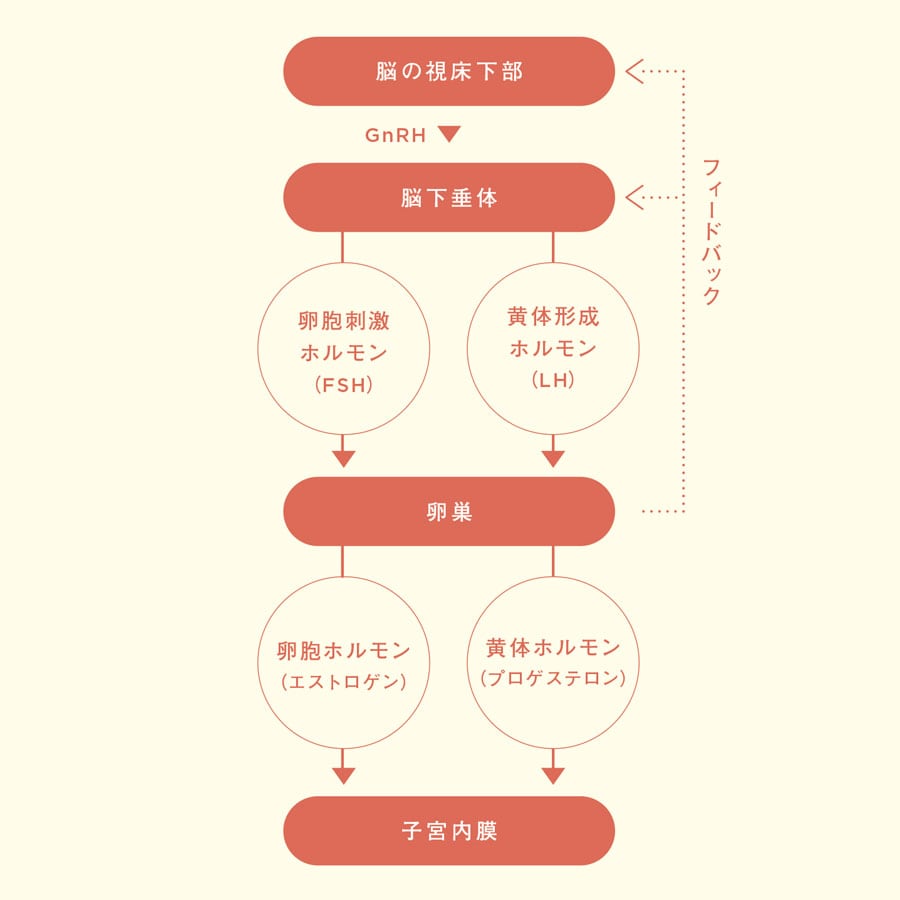 女性ホルモンが分泌される仕組み。