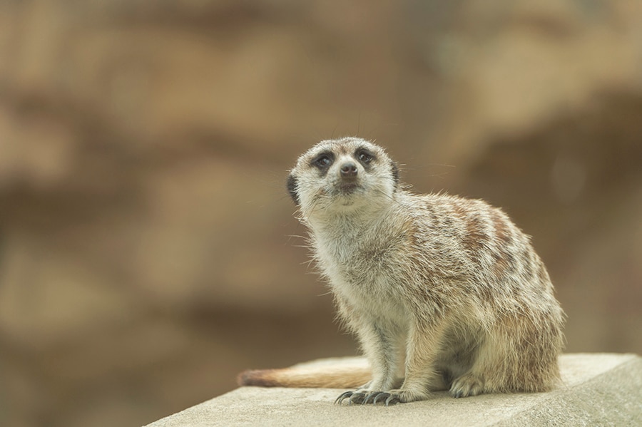 大人こそ動物園に行ってほしい! 【楽しむための5つのポイント 大人こそ動物園に行ってほしい! 【楽しむための5つのポイント
