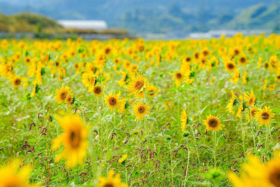 【高知県】土佐市出間の遅咲きのひまわり。