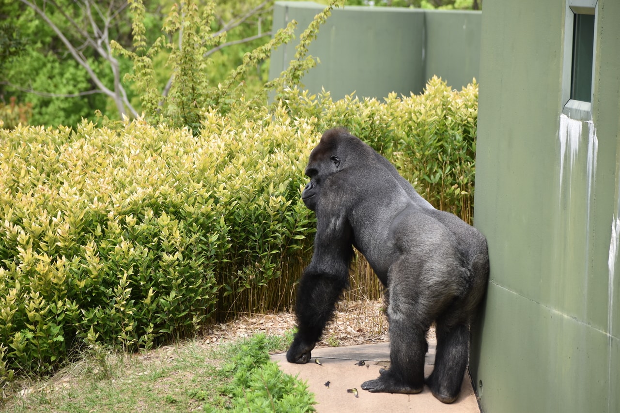キヨマサ。写真提供＝名古屋市東山動植物園