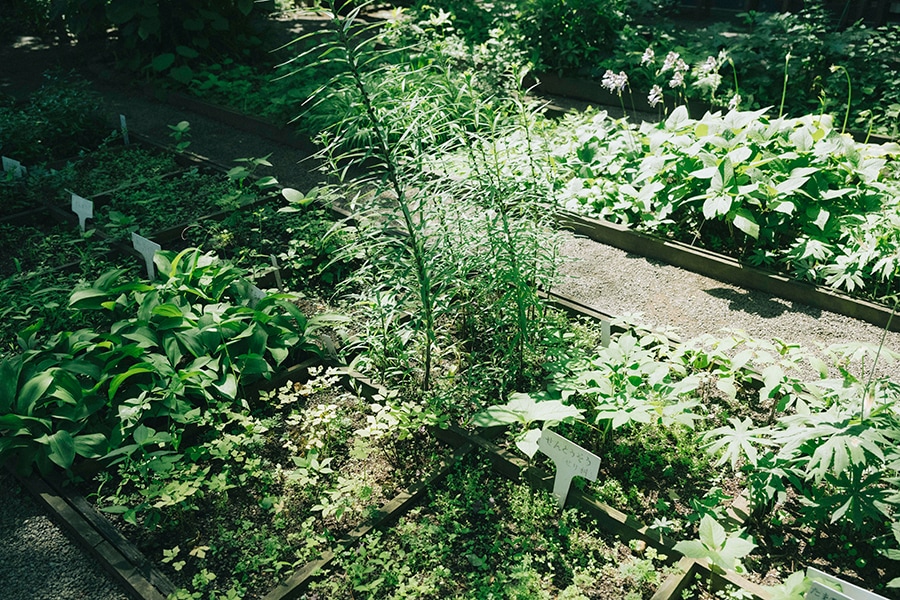 みっしりと多彩な植物が並ぶ見本園コーナーの一角。