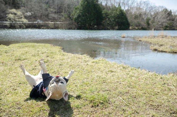 美しい陽の光が降り注ぐ湖畔で、寝転ぶようにはしゃぐぼん。