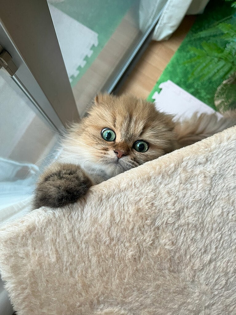 なーちゃん ♂ 5歳。かっこかわいいベビーフェイスにゃよ。