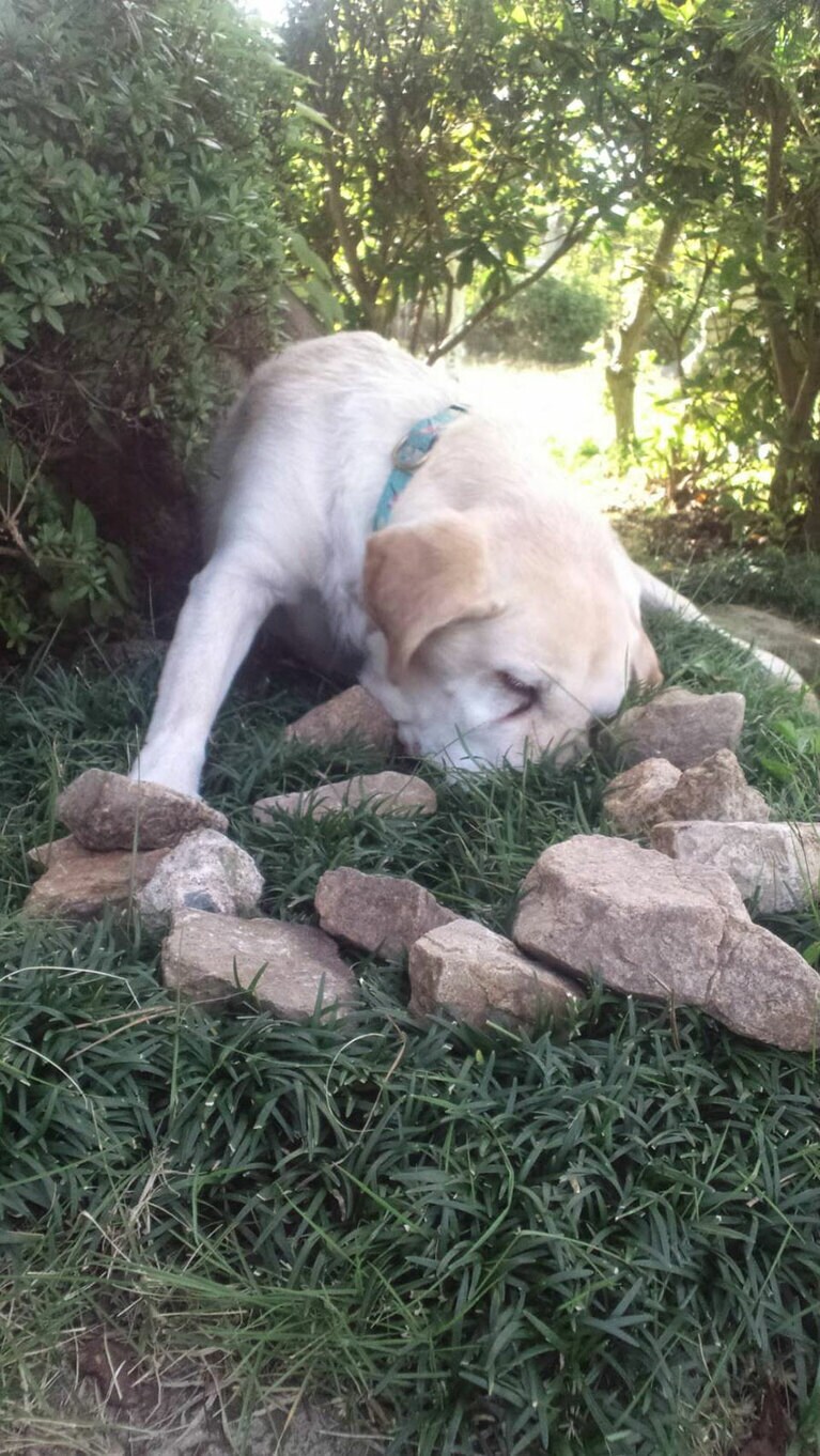 「家に石のコレクション。」(福徳さん)