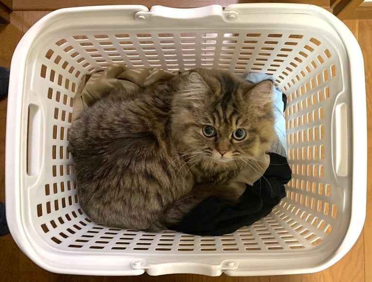 洗濯カゴにすっぽり収まるレオくん。