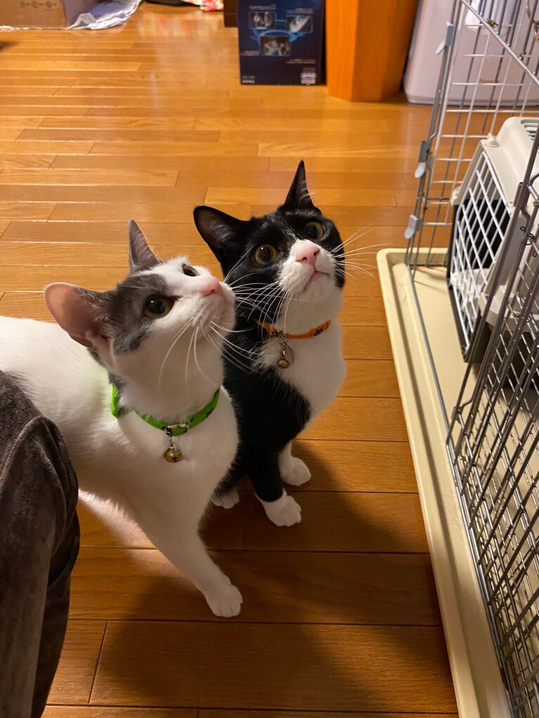 令(はる)と和(にき) ♀と♂ 2歳。推定お姉ちゃんの白いはるちゃんと、推定弟の黒いニキくん。ふたり揃って我が家に来てくれた元保護猫きょうだいです。