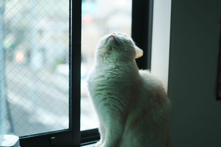 ふくたろう ♂ 7~8歳。