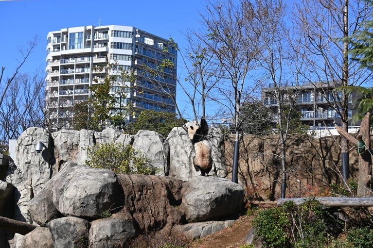 木に登るシャオシャオ。上野動物園の屋外放飼場で過ごした最後の日。（2025年12月26日、筆者撮影）
