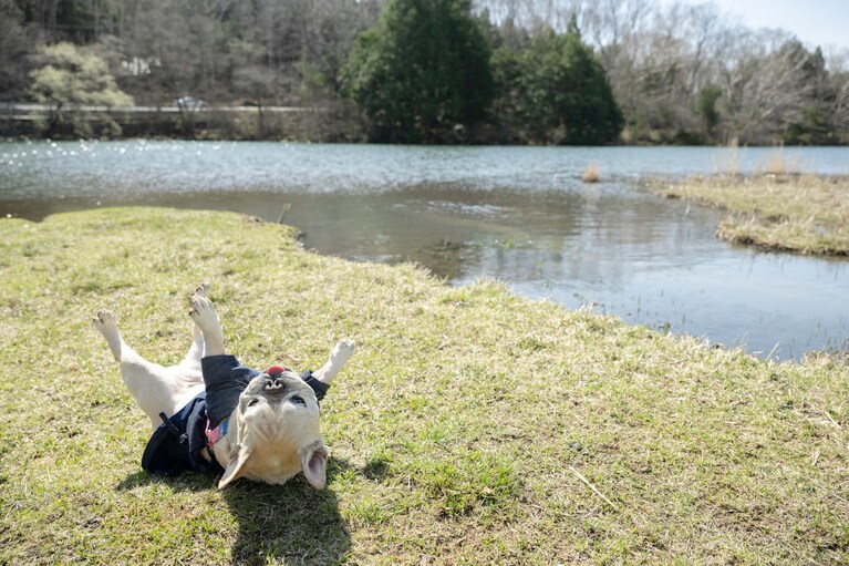美しい陽の光が降り注ぐ湖畔で、寝転ぶようにはしゃぐぼん。