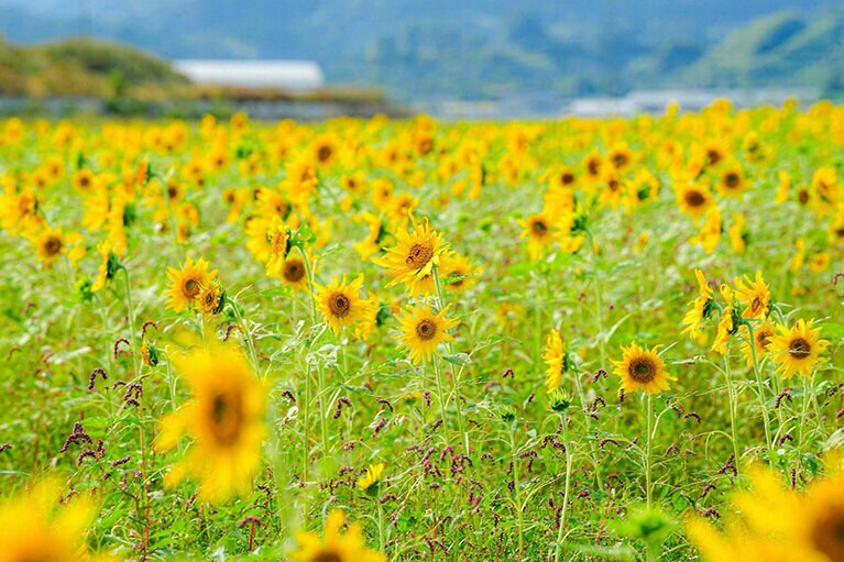 土佐市出間の遅咲きのひまわり。