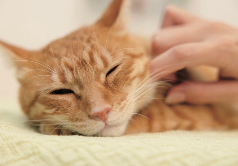 写真は『春夏秋冬猫ほぐし』より。