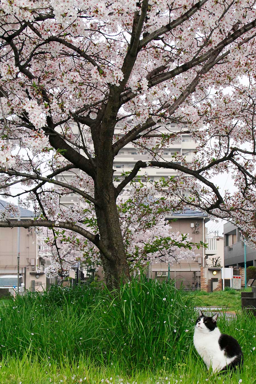 「……桜……散っていくのニャ……」