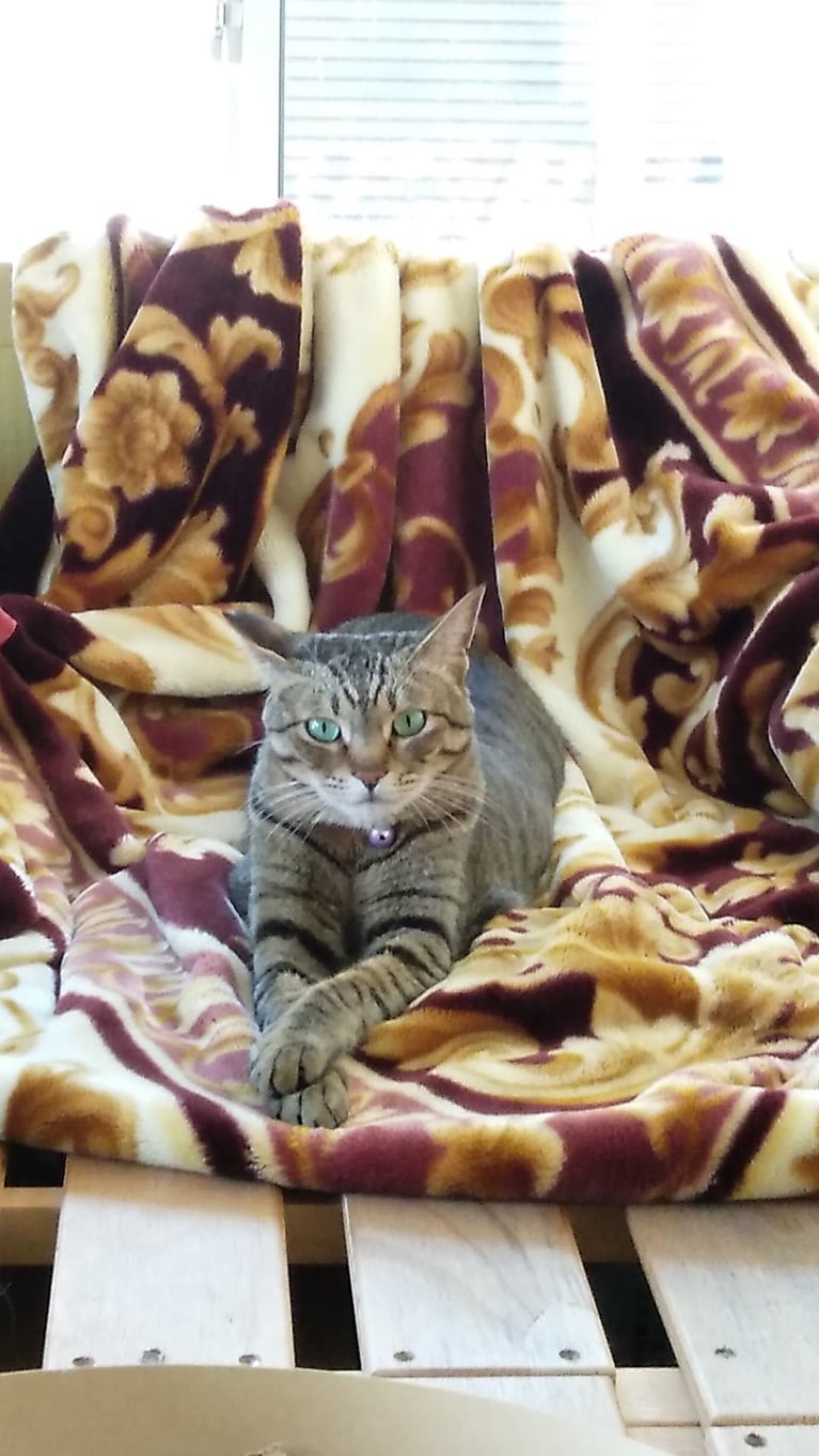 サバぞう ♂ 5歳。「疲れて帰ったら、何でも聞くよって感じで座ってました」（飼い主さんより）。