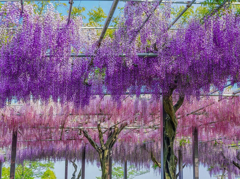 【三重県】かざはやの里の藤まつり。