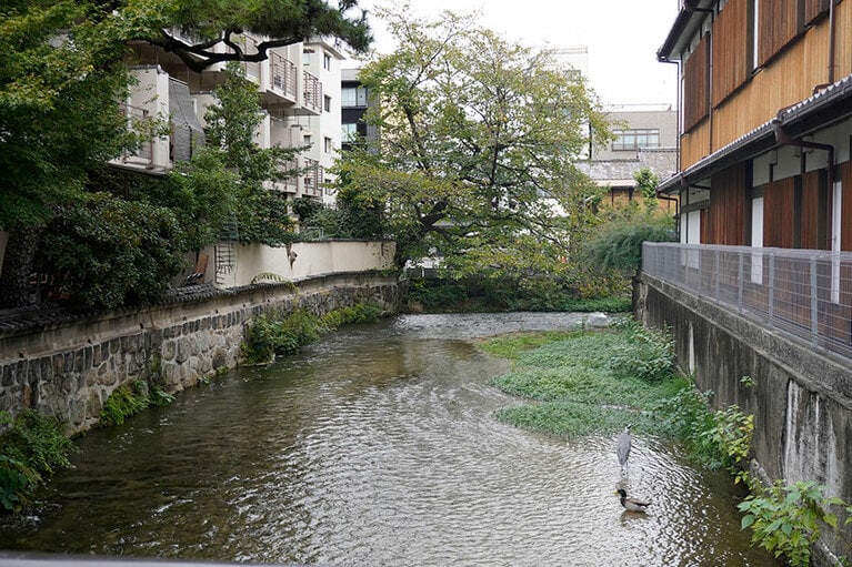 川にふと目を向けると鷺と思われる鳥と鴨が。
