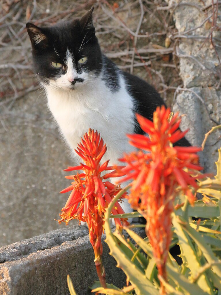 「……『アロエの花』も、そろそろ終わりだニャ……もうすぐ春なのニャ♪」