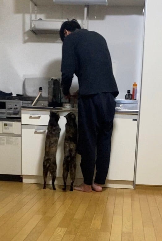 華山・やすいさんと愛猫のテンちゃん、センちゃん。