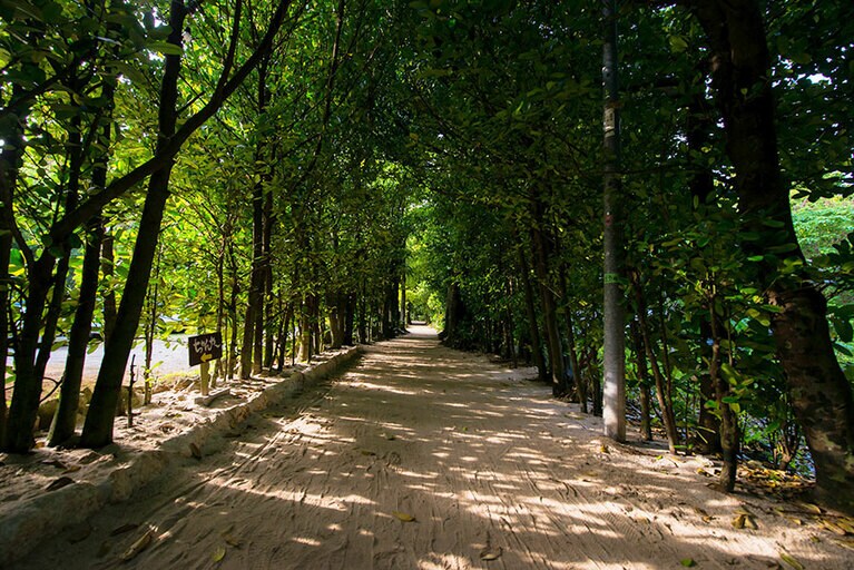 【沖縄県】備瀬のフクギ並木。©沖縄観光コンベンションビューロー