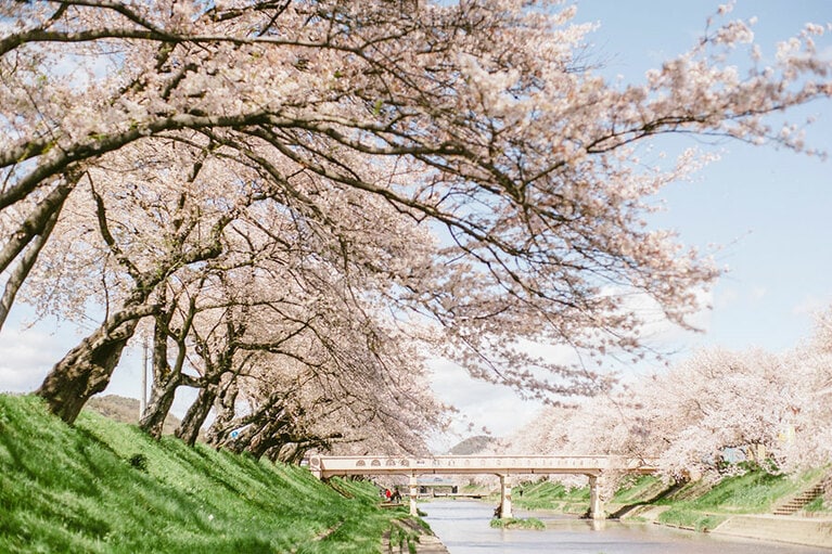 新境川堤 百十郎桜。