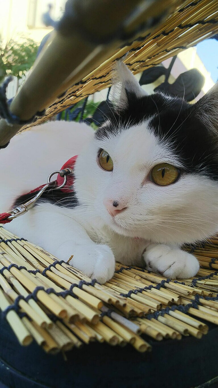 もん メス 15歳。美猫に日焼けは厳禁です（ぽとさん）。