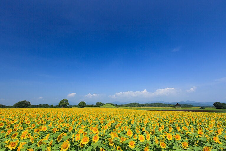 【宮崎県】西都原古墳群のヒマワリ。