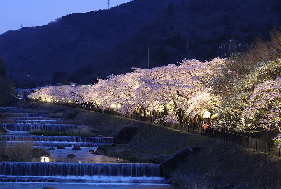 宮城野 早川沿いの堤の桜。提供：神奈川県観光協会／神奈川県