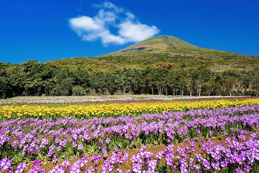 八形山フリージア畑。写真：w.aoki/イメージマート